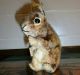 Eichhörnchen Steiff Altes Stofftier Knopf Im Ohr Squirrel Toy Kellerfund Tiere Bild 4