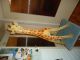 Große Antike Originale Steiff Giraffe Ca.  75 Cm Aus Sammlungsauflösung Stofftiere & Teddybären Bild 6