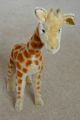Schöne Steiff - Giraffe,  35cm,  50er Und 60er Jahre Steiff Bild 1
