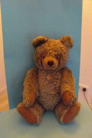 Traumhafter Steiff Bär 66cm Mit Kfs Art 0202/66 Von 1968 - 75,  Sooo Schön Bild