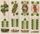 Antique Playing Cards 1880 Preußisches B.  Ansichten Altenburg Kühne & Pleissner Gefertigt vor 1945 Bild 2