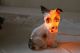 Rauchverzehrer Porzellan Figur Hund Terrier Beleuchtung,  Voll Funktionstüchtig 1890-1919, Jugendstil Bild 3
