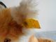 Steiff Fuchs Cosy Fuzzy,  22 Cm Sitzend,  Mit Knopf,  Fahne,  Brustschild Tiere Bild 5