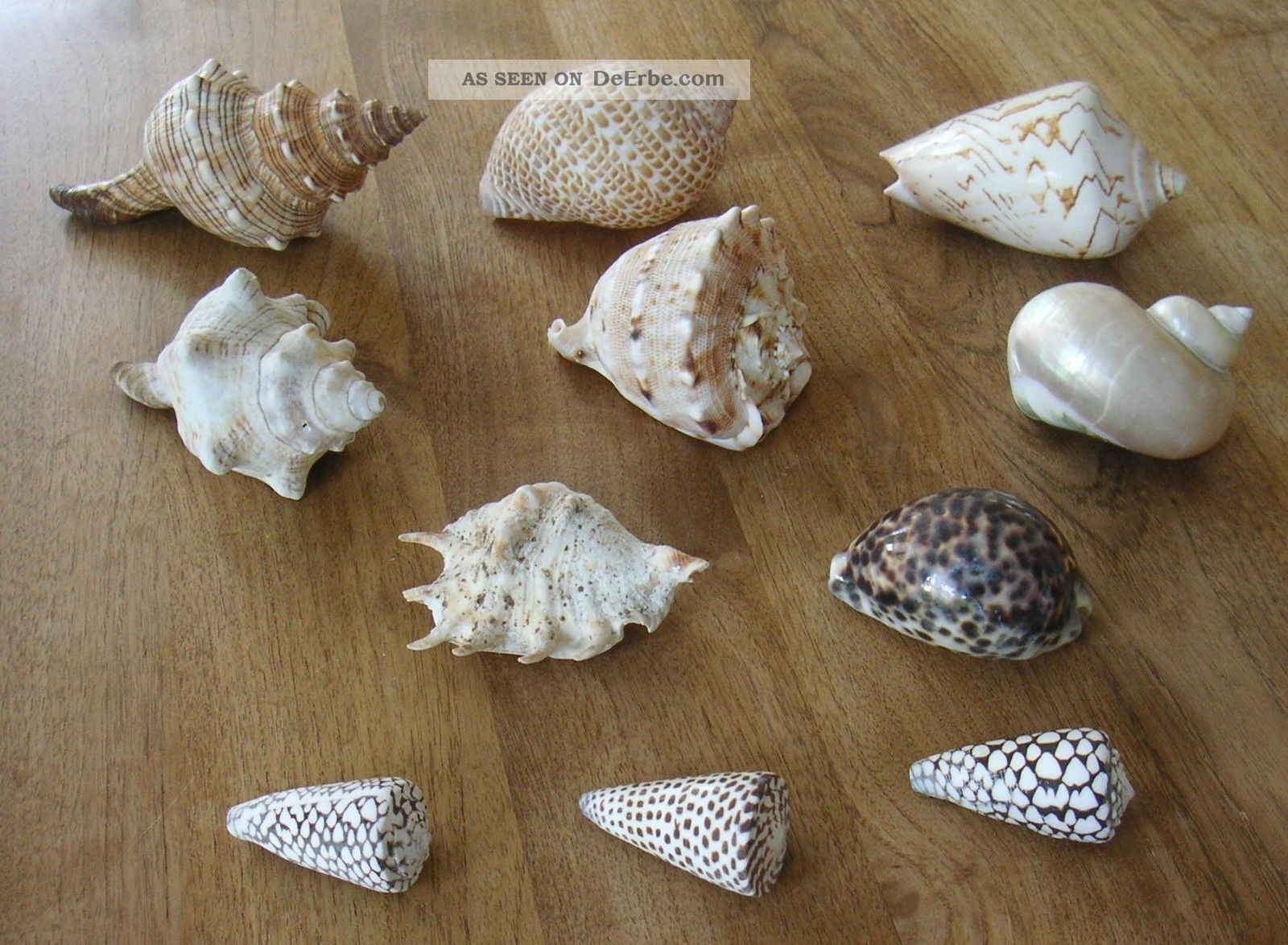 11 X Muschel Meeres - Schnecke Echt Muscheln 1600 G Länge Bis 20 Cm Schneckenhaus Maritime Dekoration Bild