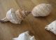 11 X Muschel Meeres - Schnecke Echt Muscheln 1600 G Länge Bis 20 Cm Schneckenhaus Maritime Dekoration Bild 1