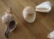 11 X Muschel Meeres - Schnecke Echt Muscheln 1600 G Länge Bis 20 Cm Schneckenhaus Maritime Dekoration Bild 8