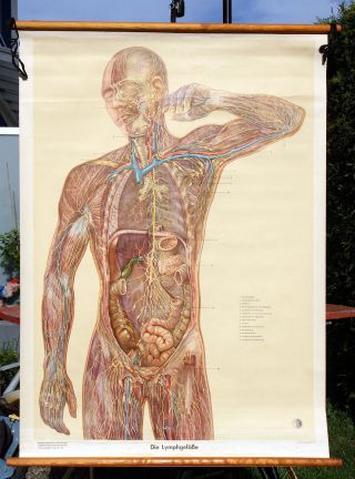 Alte Medizinische Lehrtafel,  Wandkarte,  Anatomiekarte,  Wallchart,  Lymphgefäße Bild