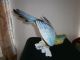 Großer Imposanter Blauer Ara Papagei Porzellanvogel Figur Prima Figuren Bild 2