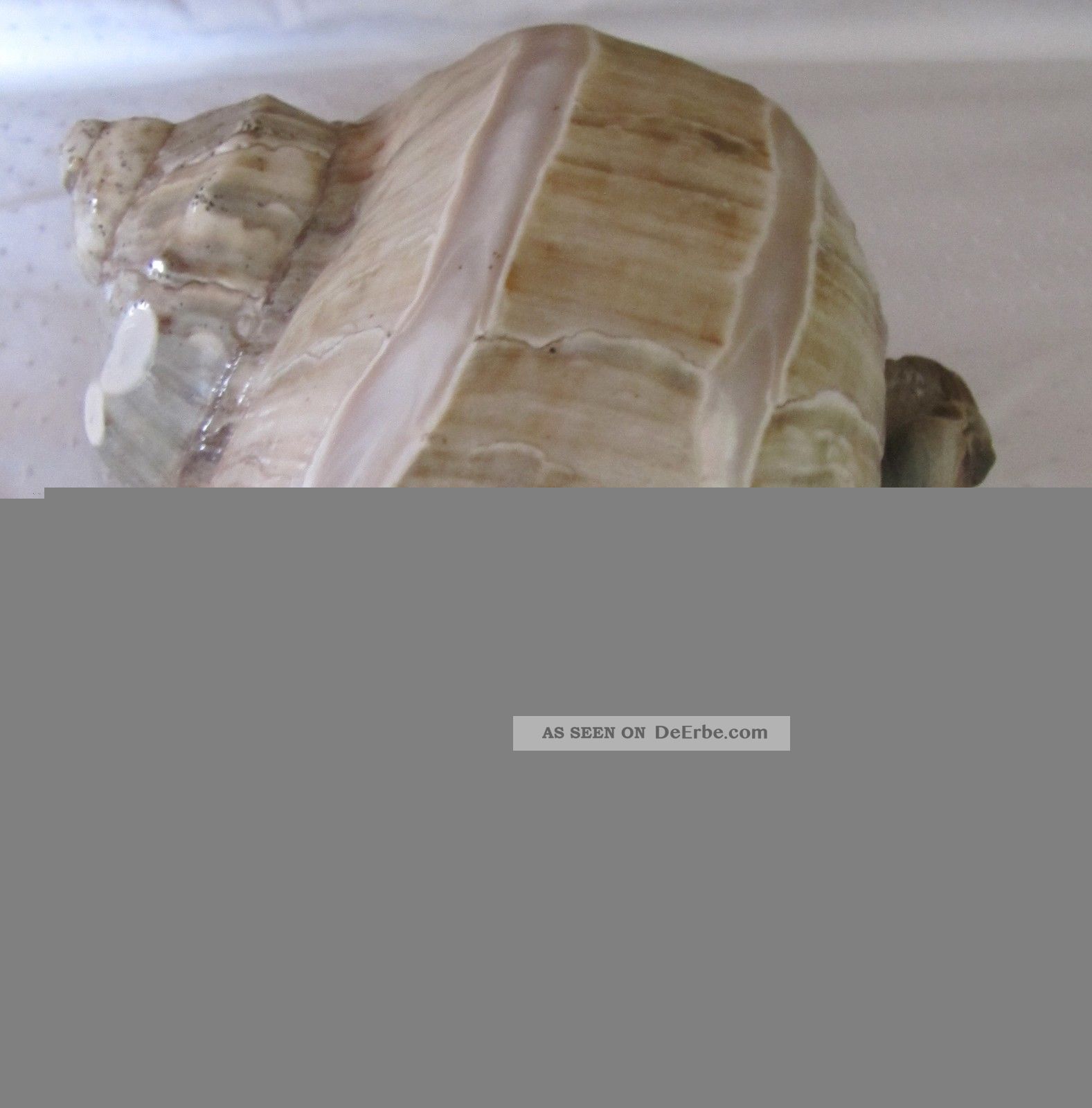 Große Turbo Marmoratus Muschel Schnecke Turban Perlmutt Maritime Dekoration Bild
