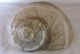 Große Turbo Marmoratus Muschel Schnecke Turban Perlmutt Maritime Dekoration Bild 1