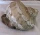 Große Turbo Marmoratus Muschel Schnecke Turban Perlmutt Maritime Dekoration Bild 2