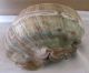 Große Turbo Marmoratus Muschel Schnecke Turban Perlmutt Maritime Dekoration Bild 3