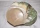 Große Turbo Marmoratus Muschel Schnecke Turban Perlmutt Maritime Dekoration Bild 5