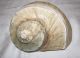 Große Turbo Marmoratus Muschel Schnecke Turban Perlmutt Maritime Dekoration Bild 6