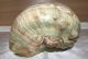 Große Turbo Marmoratus Muschel Schnecke Turban Perlmutt Maritime Dekoration Bild 8