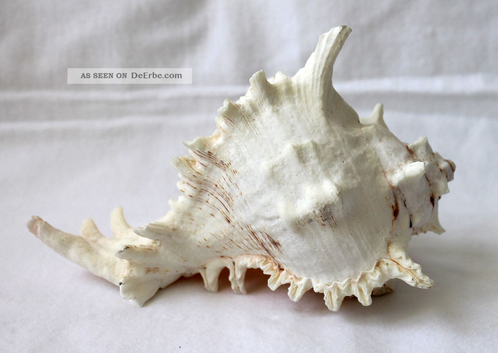 Murex Ramosus Muschel Meeres - Schneckengehäuse Schnecke 21cm Länge Maritime Dekoration Bild