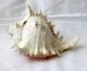 Murex Ramosus Muschel Meeres - Schneckengehäuse Schnecke 21cm Länge Maritime Dekoration Bild 1
