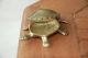 Schöne Alte Deckeldose Schildkröte Bronze/messing Pillendose Gefertigt nach 1945 Bild 2