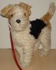 Steiff Hund Terrier Foxterrier Mohair Mit Lederleine 34 X 30 Cm Knopf U.  Fahne Tiere Bild 2