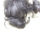 Alte Puppenteile Schwarze Locken Haar Perücke Vintage Doll Hair Wig 18 Cm Girl Puppen & Zubehör Bild 1