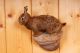 Junger Hase Rabbit Taxidermy Jagd & Fischen Bild 2