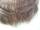 Alte Puppenteile Goldbraune Kurz Haar Perücke Vintage Doll Hair Wig 40 Cm Boy Puppen & Zubehör Bild 3