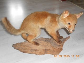 Altes Tierpräparat Ausgestopfter Fuchs Auf Wurzel Dachbodenfund Bild