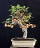 Apfelbaum Bonsai - Crabapple Melo Da Fiore - Malus 46 Cm - Holzapfel Entstehungszeit nach 1945 Bild 9