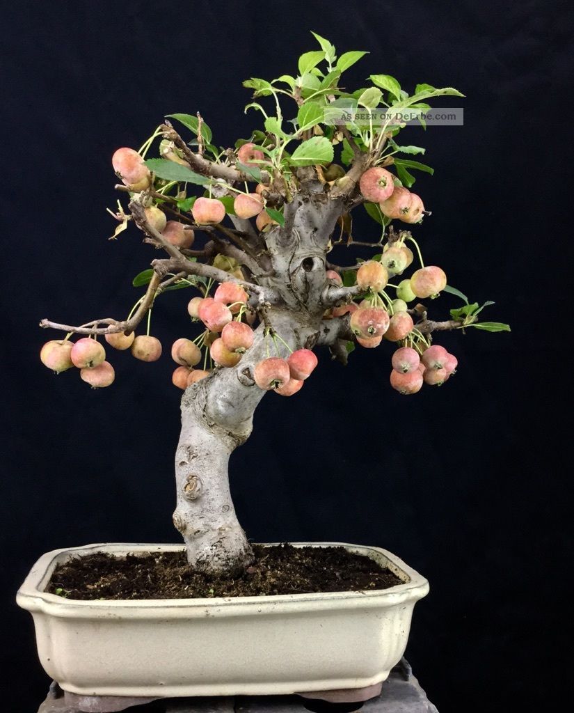 Apfelbaum Bonsai - Crabapple Melo Da Fiore - Malus 46 Cm - Holzapfel Entstehungszeit nach 1945 Bild