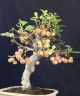 Apfelbaum Bonsai - Crabapple Melo Da Fiore - Malus 46 Cm - Holzapfel Entstehungszeit nach 1945 Bild 2