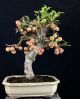 Apfelbaum Bonsai - Crabapple Melo Da Fiore - Malus 46 Cm - Holzapfel Entstehungszeit nach 1945 Bild 5
