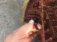 Antike Torba Aus Turkmenistan Ca,  104 X 38 Cm Feine Knüpfung Teppiche & Flachgewebe Bild 4