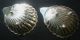 Englische Kaviarschalen Sterling 925 Silber 184 Gramm Muschelschale Muschelform Objekte nach 1945 Bild 1