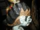 5 X Antike Marionetten Puppen Aus Indonesien Sammlung.  Alt - Älter - Ganz Alt. Puppen & Zubehör Bild 7