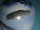 Koi Vase,  Fukagawa Porzellan Vase Mit Karpfen Und Tiefblauem Pinienzweig,  Japan Asiatika: Japan Bild 8
