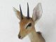 SteinbÖckchen Kopf Präparat Zwerg Antilope Steinbock Ducker Afrika Deko 95.  14.  5 Jagd & Fischen Bild 1