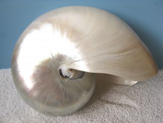 Nautilus Kopffüßer - Gehäuse 12 - 13cm Permutt Glänzend Poliert Perlboot Muschel Bild