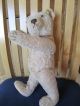 Alter Steiff Teddybär Teddy 50er Jahre Stofftiere & Teddybären Bild 7