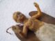 Antiker Orig.  Engel Aus Wachs Mit Dresdner Pappe - Flügel Wie Gefunden Um 1900 Krippen & Krippenfiguren Bild 6