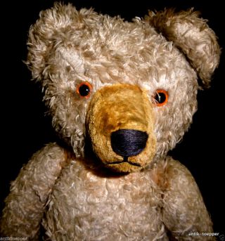 Alter Teddy Teddybär Bär Mit Glasaugen Bild