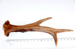 Schöne 6ender Rehstange ; 118 Gramm,  Roe Deer Antler,  Tischdeko Floristik Bild