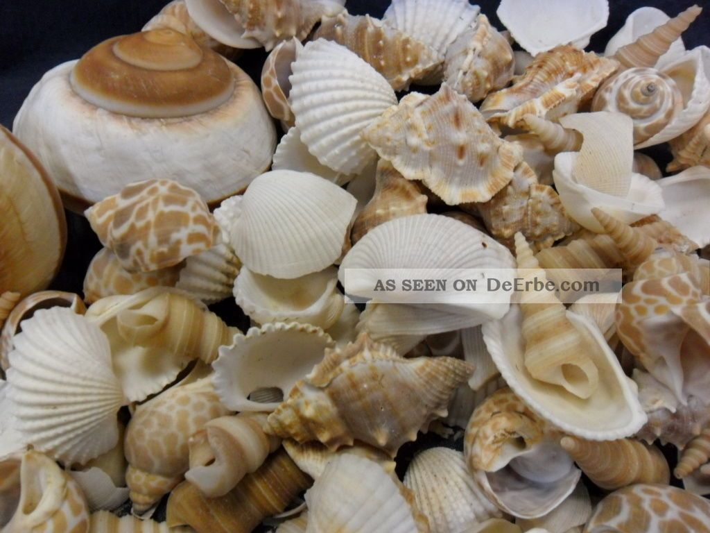 Muschel Sortiment,  Schneckenhäuser Und Muscheln,  Dekoration,  Muscheln Maritime Dekoration Bild