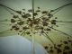 Kultiger 60er Regenschirm,  Lindgrün Mit Herbstlaub/faltbar M.  Kunstlederhülle/gut Accessoires Bild 6