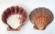 Eine Große Jakobsmuschel 12 - 14 Cm Lyropecten Subnodosus Große Kamm Muschel Maritime Dekoration Bild 1