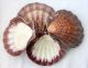 Eine Große Jakobsmuschel 12 - 14 Cm Lyropecten Subnodosus Große Kamm Muschel Maritime Dekoration Bild 2