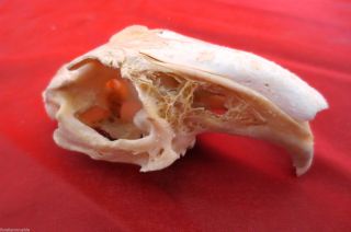 Uralt Kaninchen Schädel Oberkiefer Präparat Lehrmodell Schule Skelett Knochen Bild
