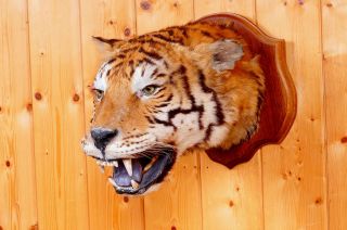 Schöner Tigerkopf Auf Trophäenbrett Tiger Taxidermy Mit Cites Bescheinigung Bild