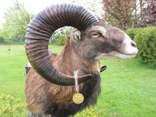 Kapitales Mufflon Bergschaf Schulter Präparat Muffel Horn 70 Cm Goldmedaille Bild