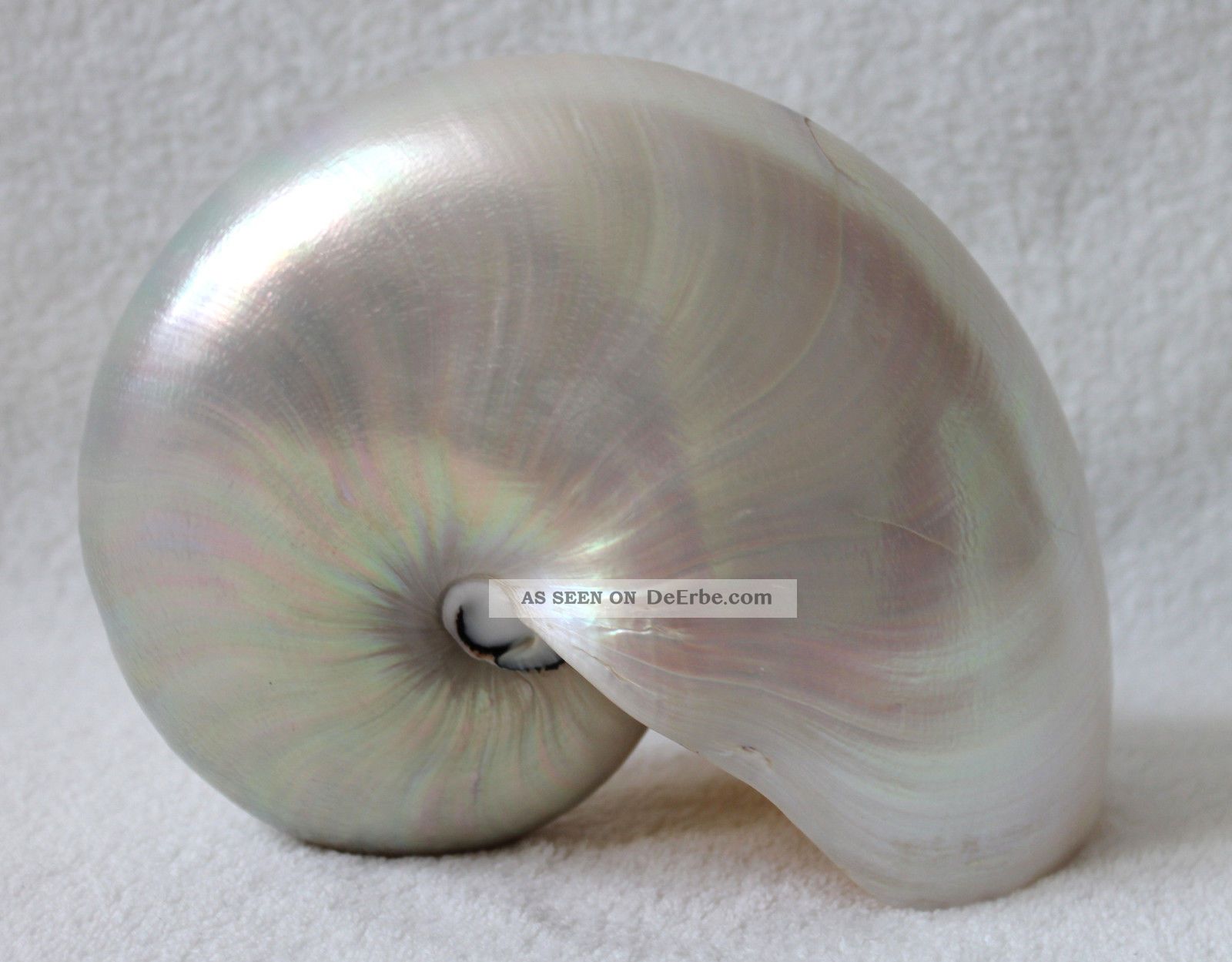 Perlboot Nautilus Poliert 19cm 2.  Wahl Muschel Schnecke Kopffüsser Maritime Dekoration Bild