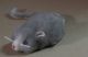 Alte Wagner Maus Grau,  Miniatur Figur Tier,  Pappemache Mit Fell Original, gefertigt vor 1970 Bild 1